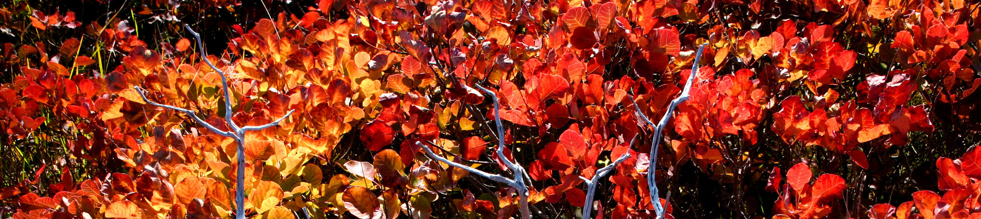 Trees in October_L. Kutnar