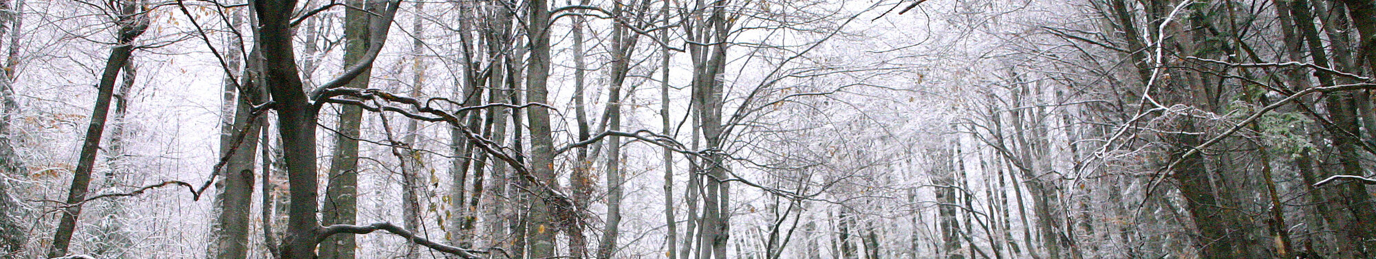 Snow-covered forest Forest in Winter covered with snow